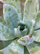 Load image into Gallery viewer, Echeveria Mexican Giant 270mm
