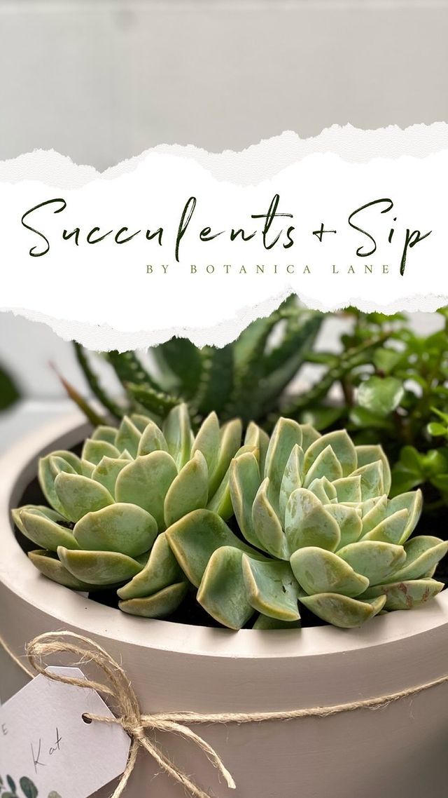 succulent and sip Succulents & Sip