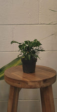 Load image into Gallery viewer, Syngonium Wndlandli &#39;black Velvet&#39; 90mm
