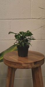Syngonium Wndlandli 'black Velvet' 90mm