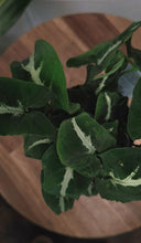 Load image into Gallery viewer, Syngonium Wndlandli &#39;black Velvet&#39; 90mm
