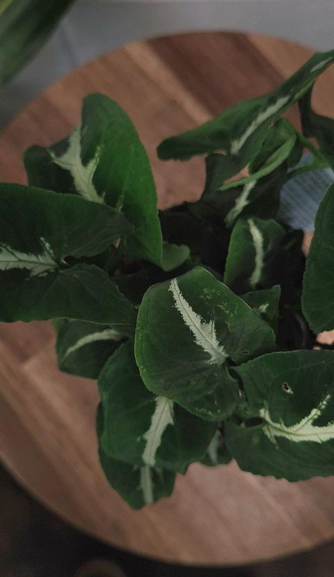 Syngonium Wndlandli 'black Velvet' 90mm