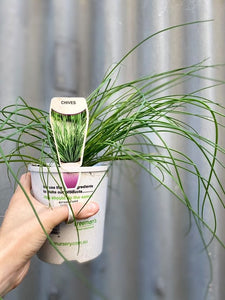 Chives 125mm