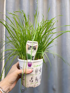 Cat Grass 125mm