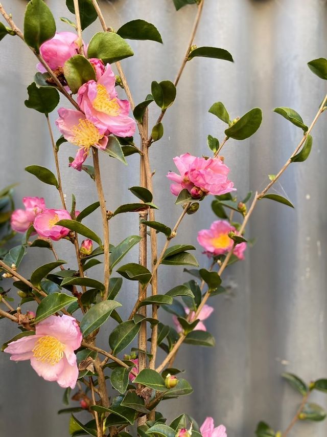 Camellia Sasanqua 'plantation Pink' 400mm