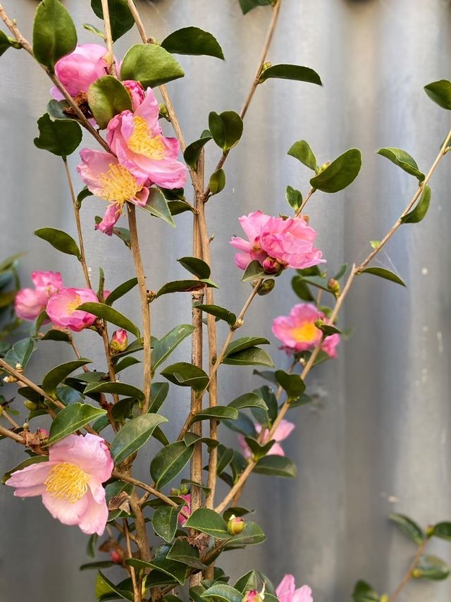 Camellia Sasanqua 'marge Miller' Std 250mm