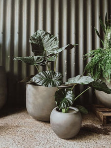 Alocasia 'regal Shield'
