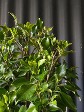 Load image into Gallery viewer, Ficus Microcarpa &#39;flash&#39; 300mm
