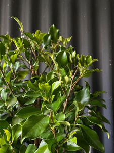 Ficus Microcarpa 'flash' 300mm