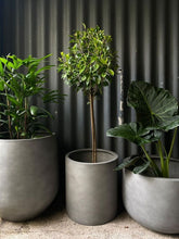 Load image into Gallery viewer, Ficus Microcarpa &#39;flash&#39; 300mm
