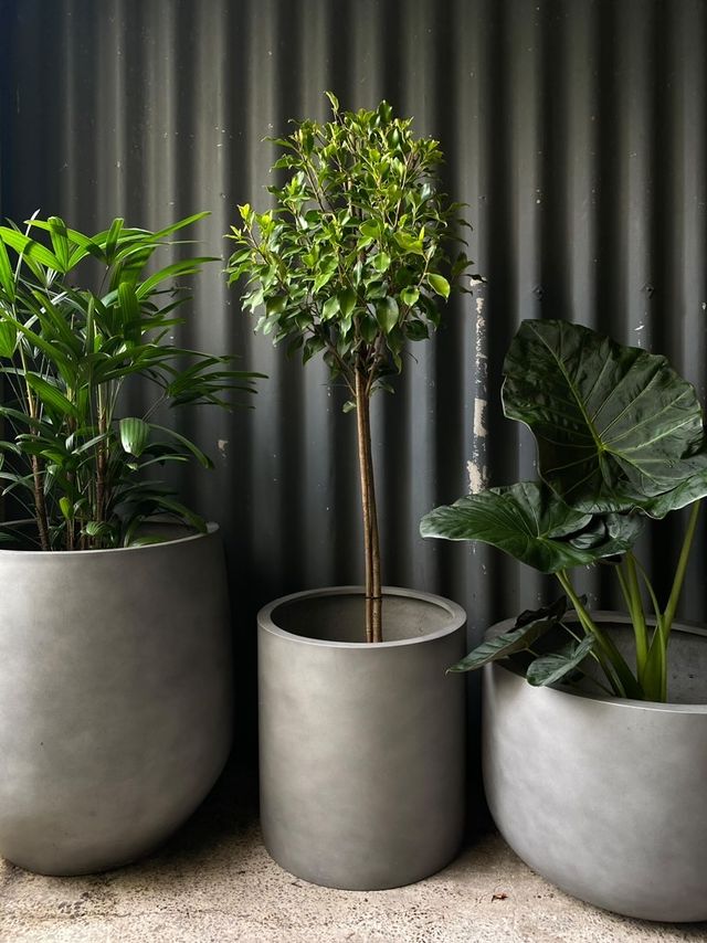 Ficus Microcarpa 'flash' 300mm