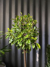 Load image into Gallery viewer, Ficus Microcarpa &#39;flash&#39; 300mm
