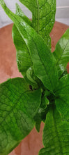 Load image into Gallery viewer, Crocodylus Fern
