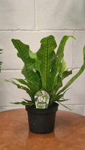 Load image into Gallery viewer, Crocodylus Fern
