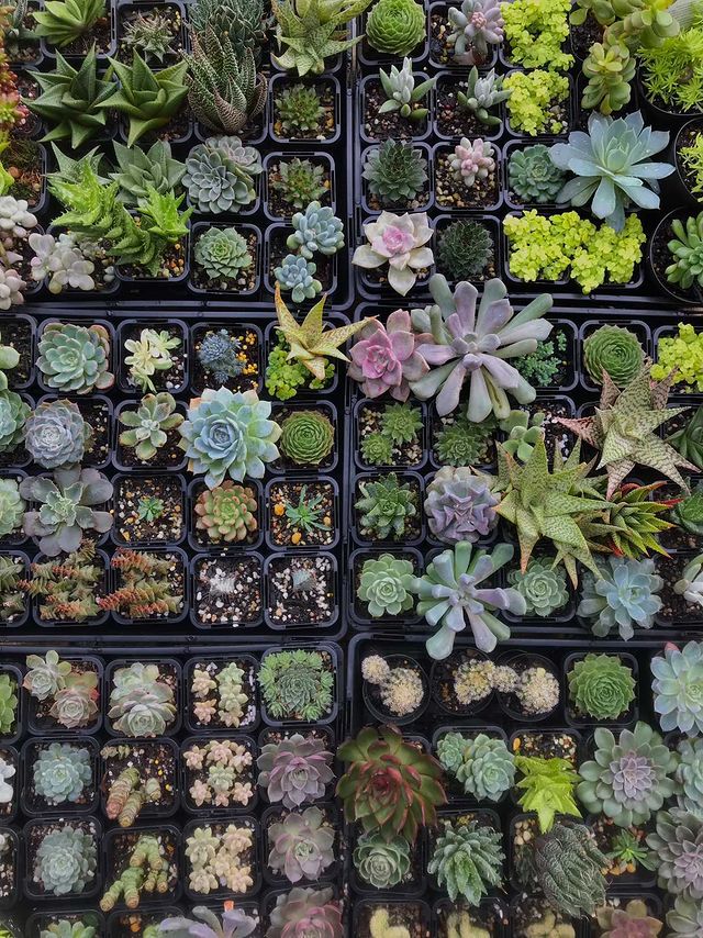 Succulent Species Assorted