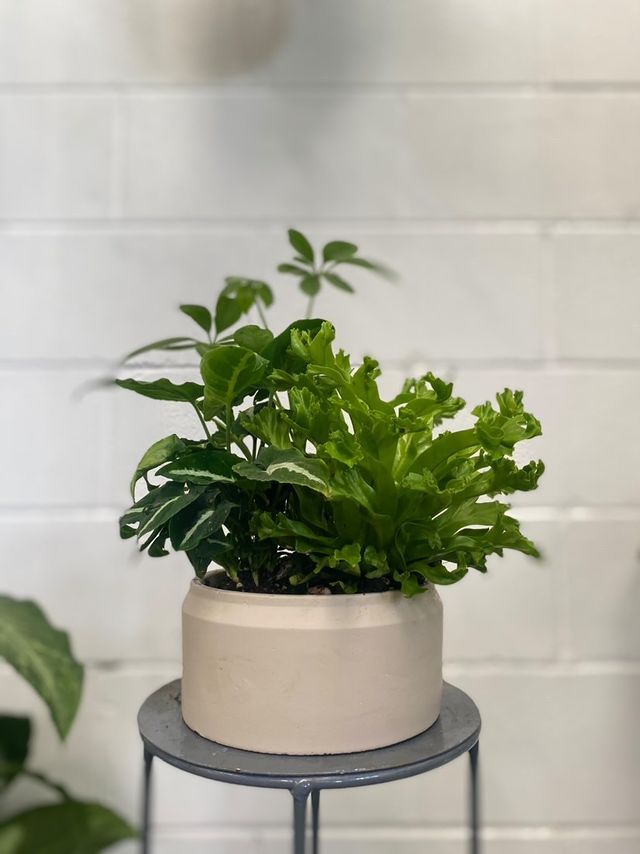 Indoor Garden