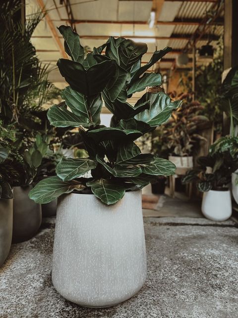 Ficus Lyrata