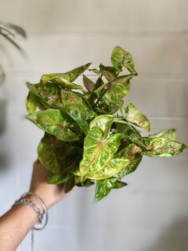 Syngonium 120mm