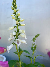Load image into Gallery viewer, Foxglove &#39;white&#39; 140mm
