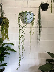 Senecio String Of Tears Hb 200mm