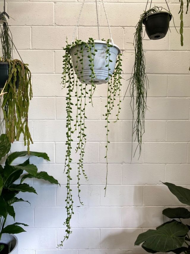 Senecio String Of Tears Hb 200mm