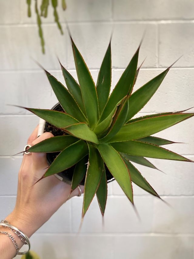 Agave 'green Glow' 170mm
