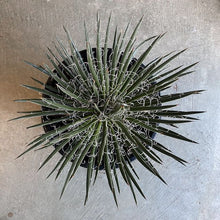 Load image into Gallery viewer, Agave Geminiflora
