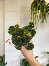Load image into Gallery viewer, Begonia &#39;tiger&#39; 100mm
