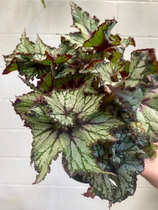Begonia Rex 'curly Cherry' 130mm