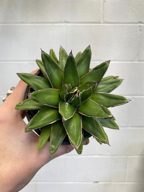 Agave Filifera Schdigera