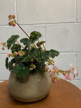 Load image into Gallery viewer, Begonia &#39;tiger&#39; 100mm
