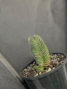 Crassula 'buddhas Temple' 100mm