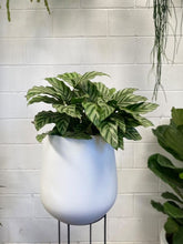 Load image into Gallery viewer, Calathea &#39;freddy&#39;
