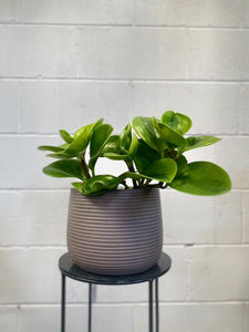 Peperomia Obtusifolia Lemon & Lime 100mm