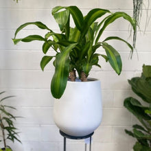 Load image into Gallery viewer, Dracena Massangeana
