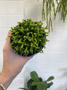 Rhipsalis Dancing Bones 100mm