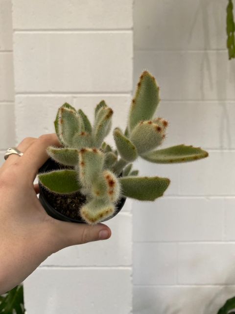 Kalanchoe Tomentosa 90mm