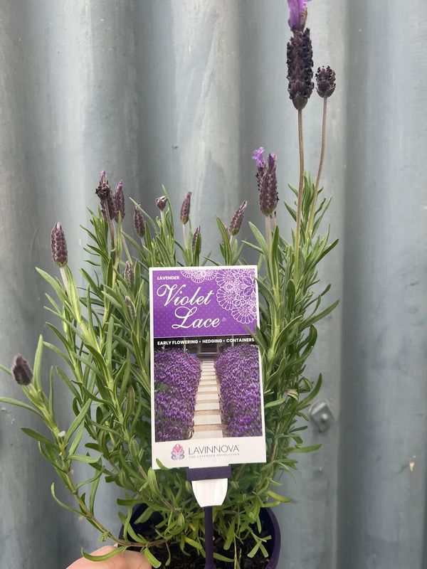Lavender 'violet Lace' 140mm