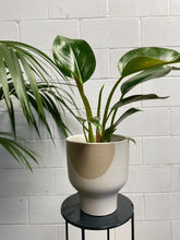 Load image into Gallery viewer, Philodendron &#39;green Congo&#39;
