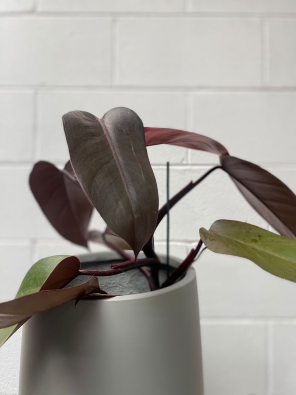 Philodendron Red Emerald 100mm