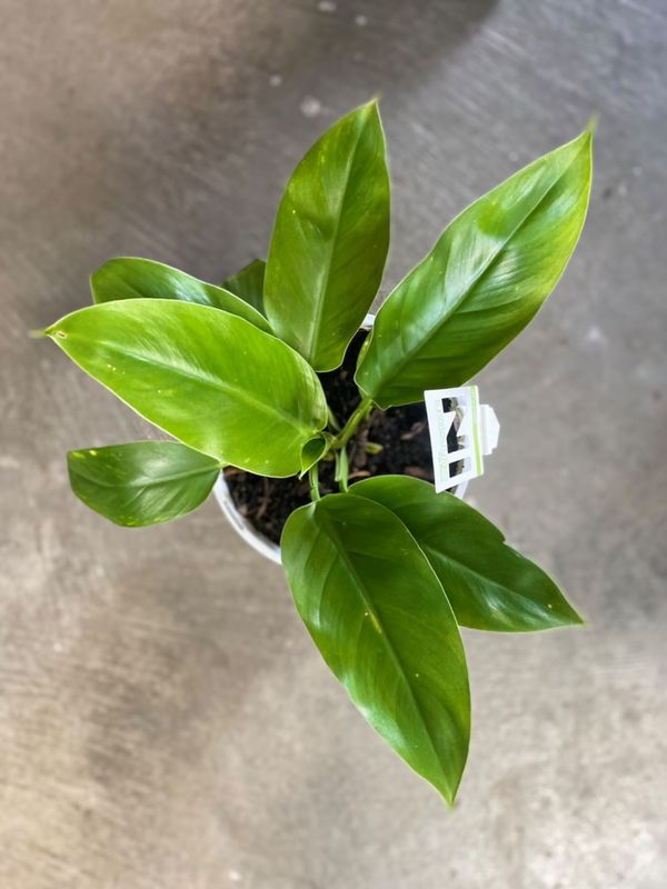 Philodendron Emerald Green 200mm
