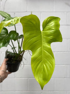 Philodendron Bipennifolium 'aureum'