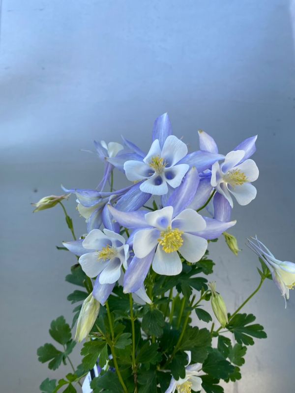 Aquilegia 'origami Light Blue And White' 140mm