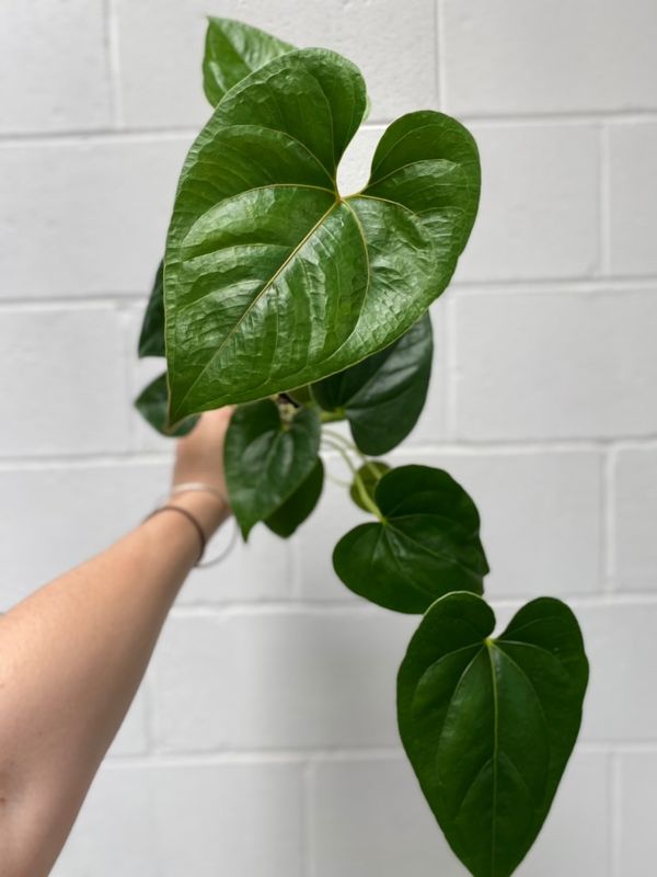 Anthurium Decipiens 100mm – Botanica Lane