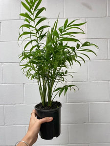 Chameodorea Atrovirons 140mm
