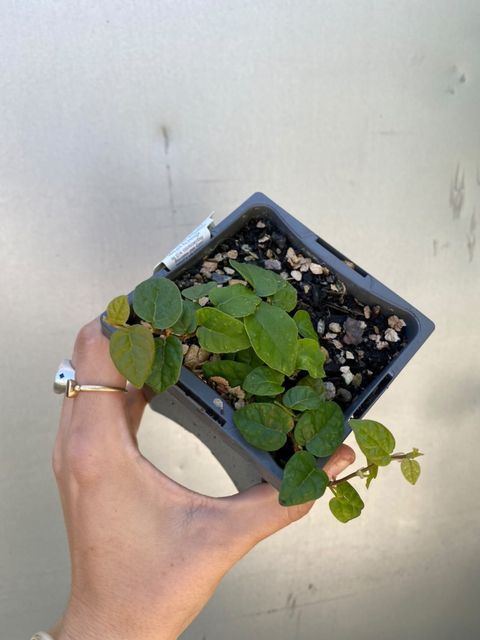Ficus Pumila 'creeping Fig'
