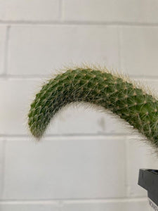 Monkey Tail Cactus
