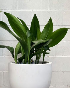 Aspidistra Elatior