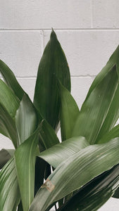 Aspidistra Elatior