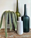 Monkey Tail Cactus